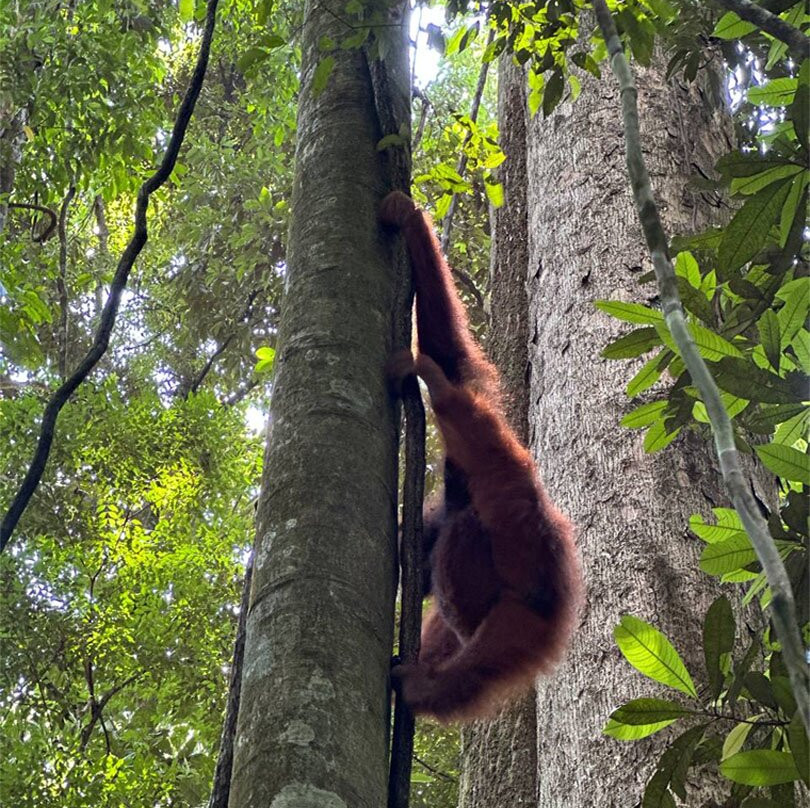 Sumatra Orangutan Tours-武吉拉旺必去景点