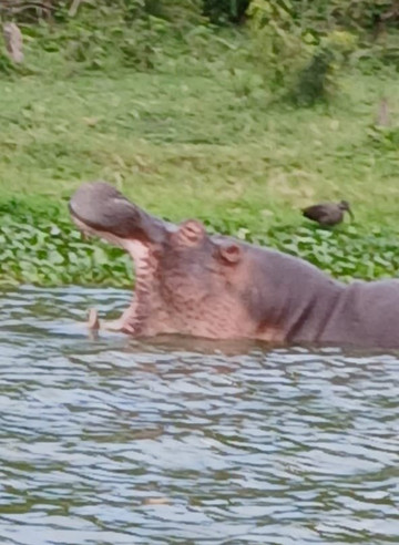 Nungi Safaris-恩德培必去景点