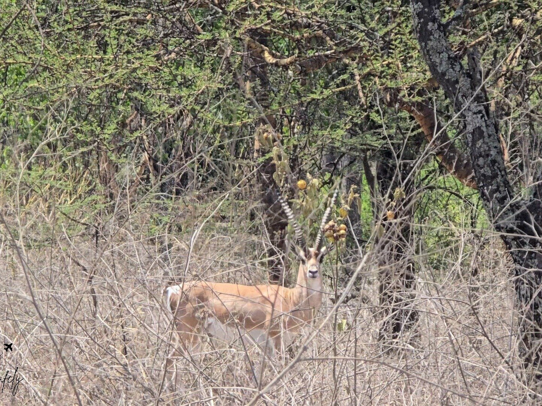 Abijata Shalla Lakes National Park-Shashamane必去景点