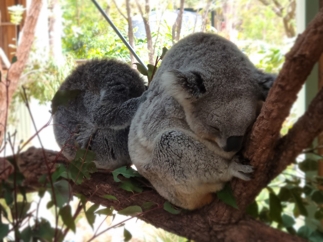 Symbio Wildlife Park-海伦斯堡必去景点