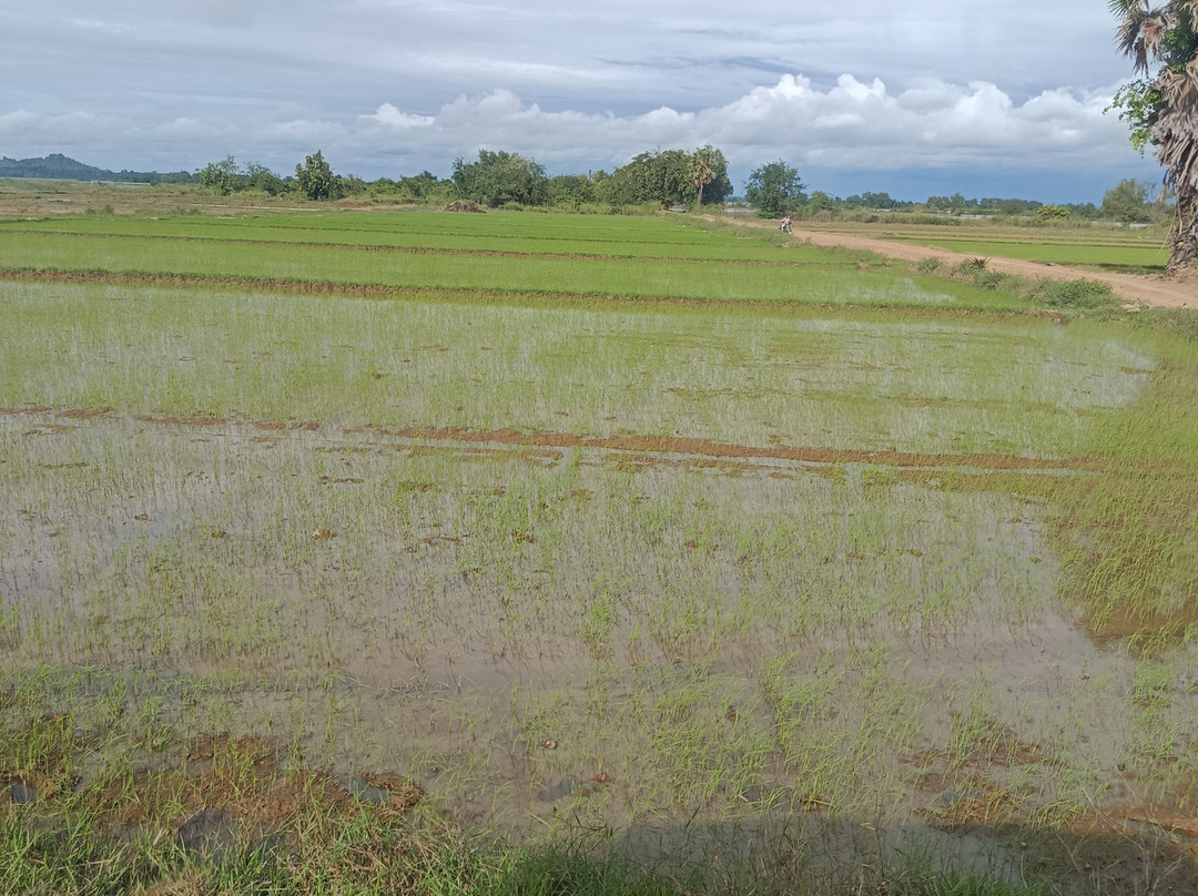 Dolphins Watching Tour And Sightseeing-Kratie必去景点