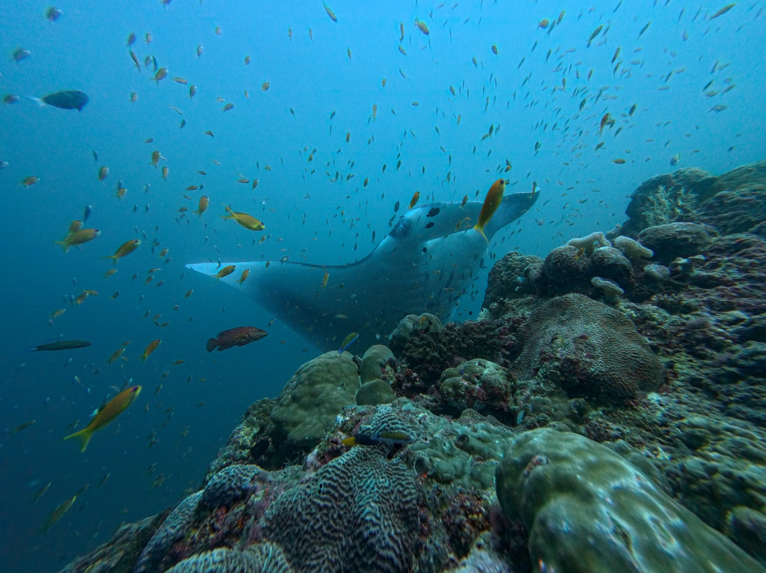 Fehi Velaa Dive-Dhonfanu必去景点