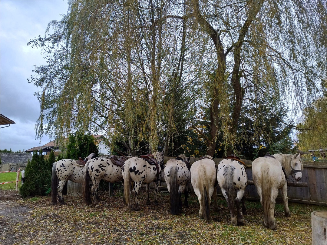 Tigerhill Ranch主图