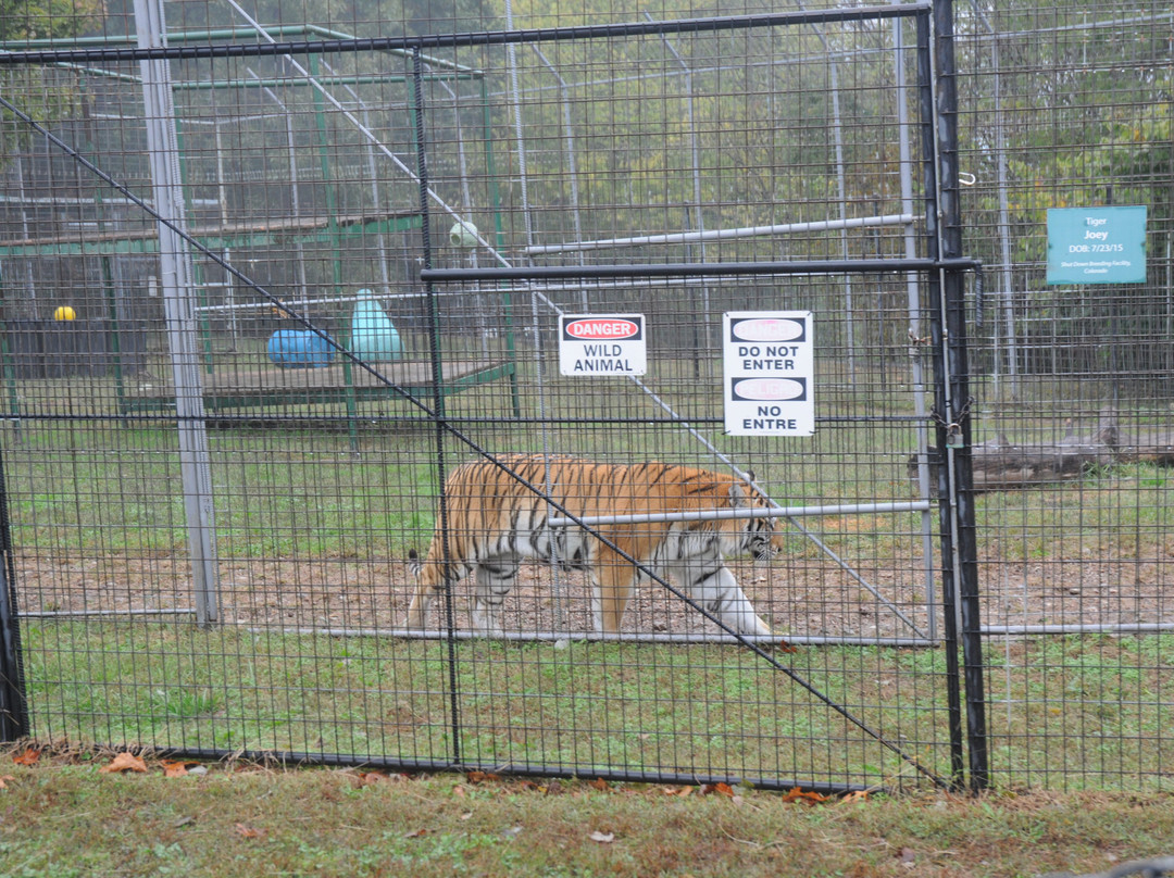 Turpentine Creek Wildlife Refuge-尤里卡斯普林斯必去景点