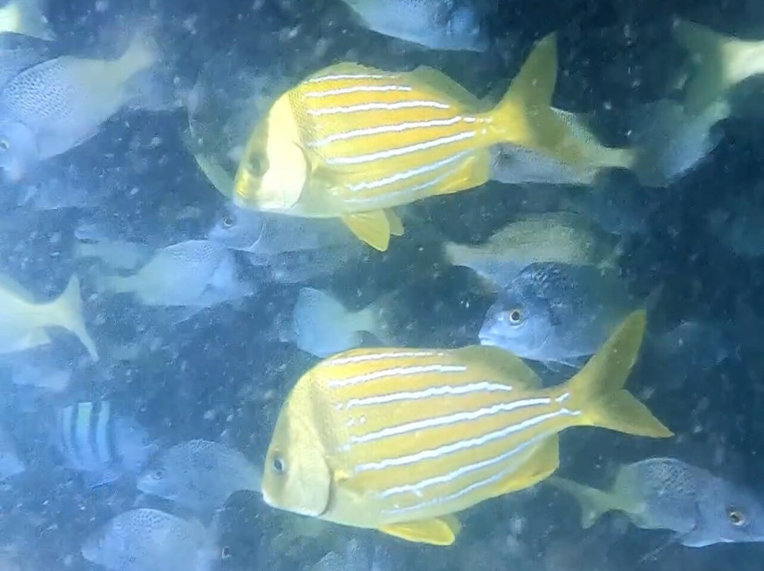 Chelonia Dive Center-Organos必去景点