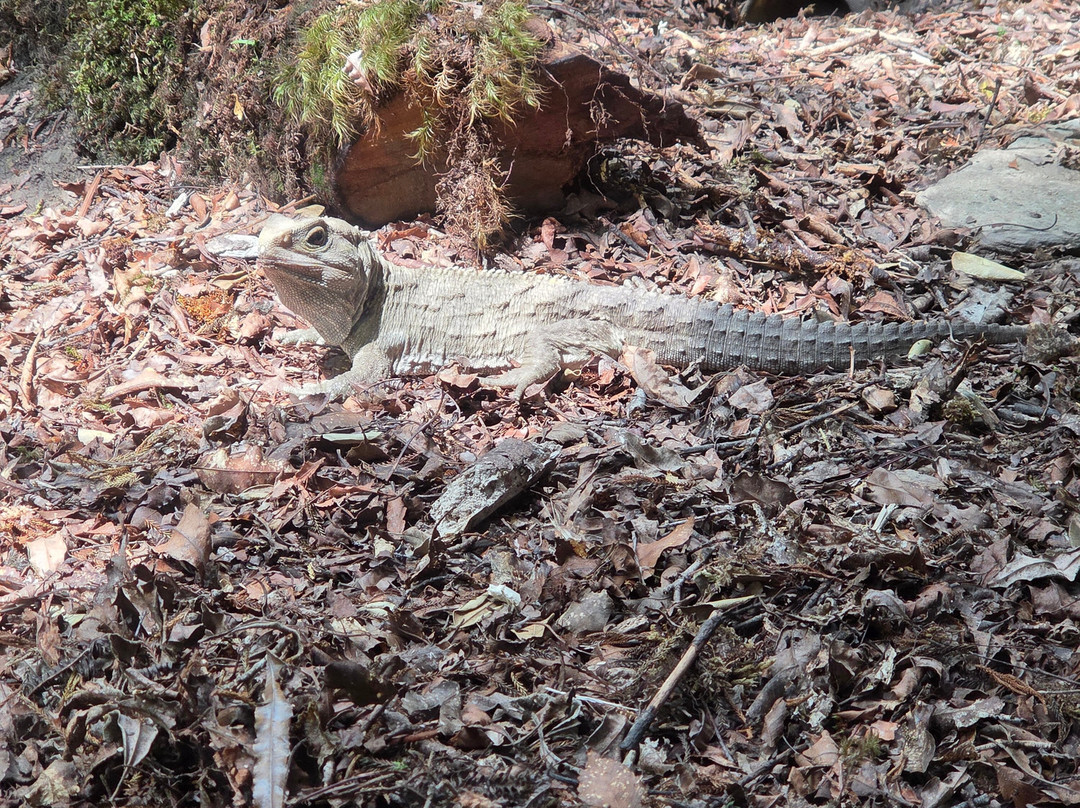国家奇兽中心-霍基蒂卡必去景点