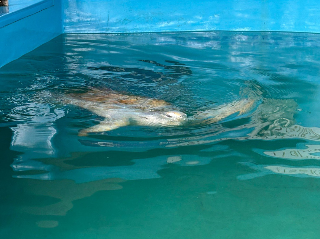 Ahungalla Sea Turtles Conservation And Research Center-亚洪加拉必去景点