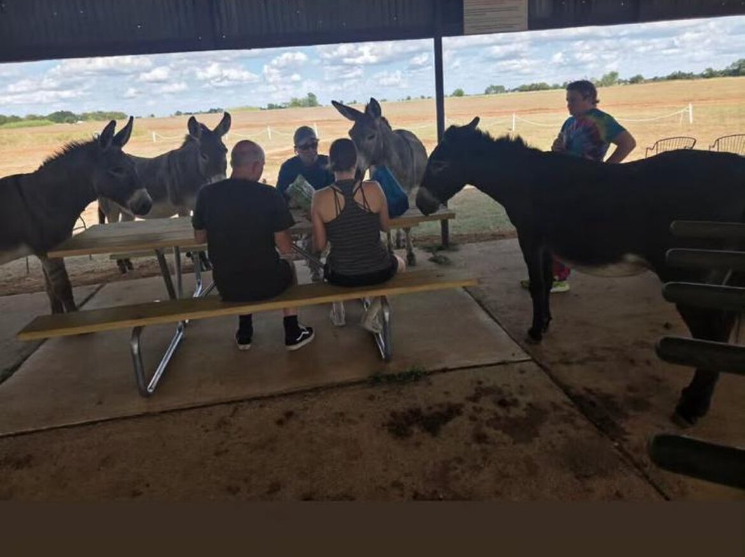 Texas Skydiving-Lexington必去景点