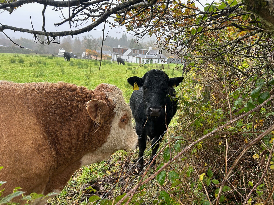 Ardoch Loch Lomond-Alexandria必去景点