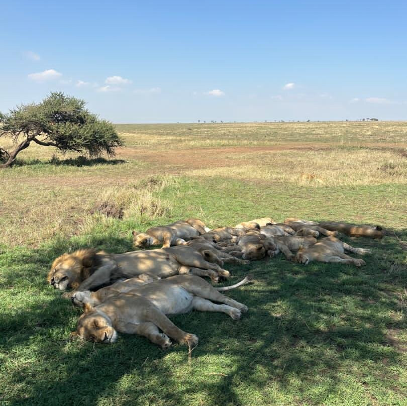 Kiliholidays Tours And Safaris-阿鲁沙必去景点