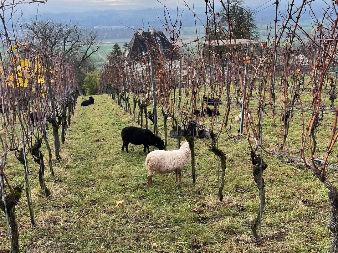Wein-Wanderweg Weinfelden-Weinfelden必去景点