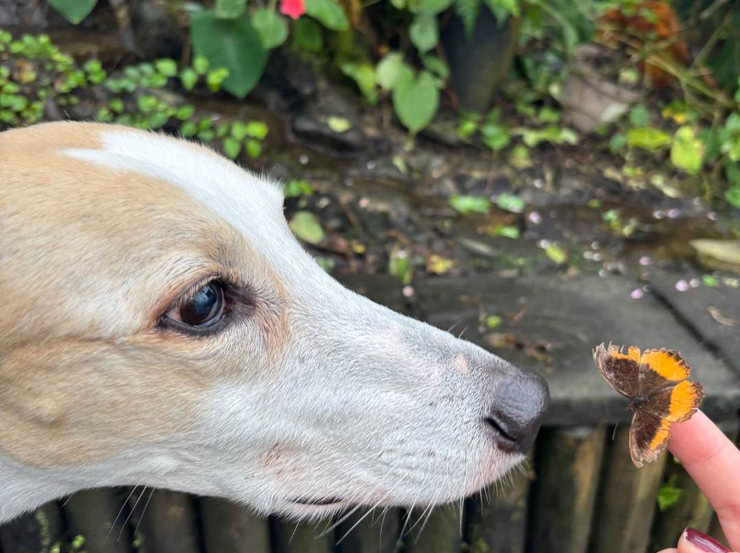 Magic of Life Butterfly House-Cwmbrwyno必去景点