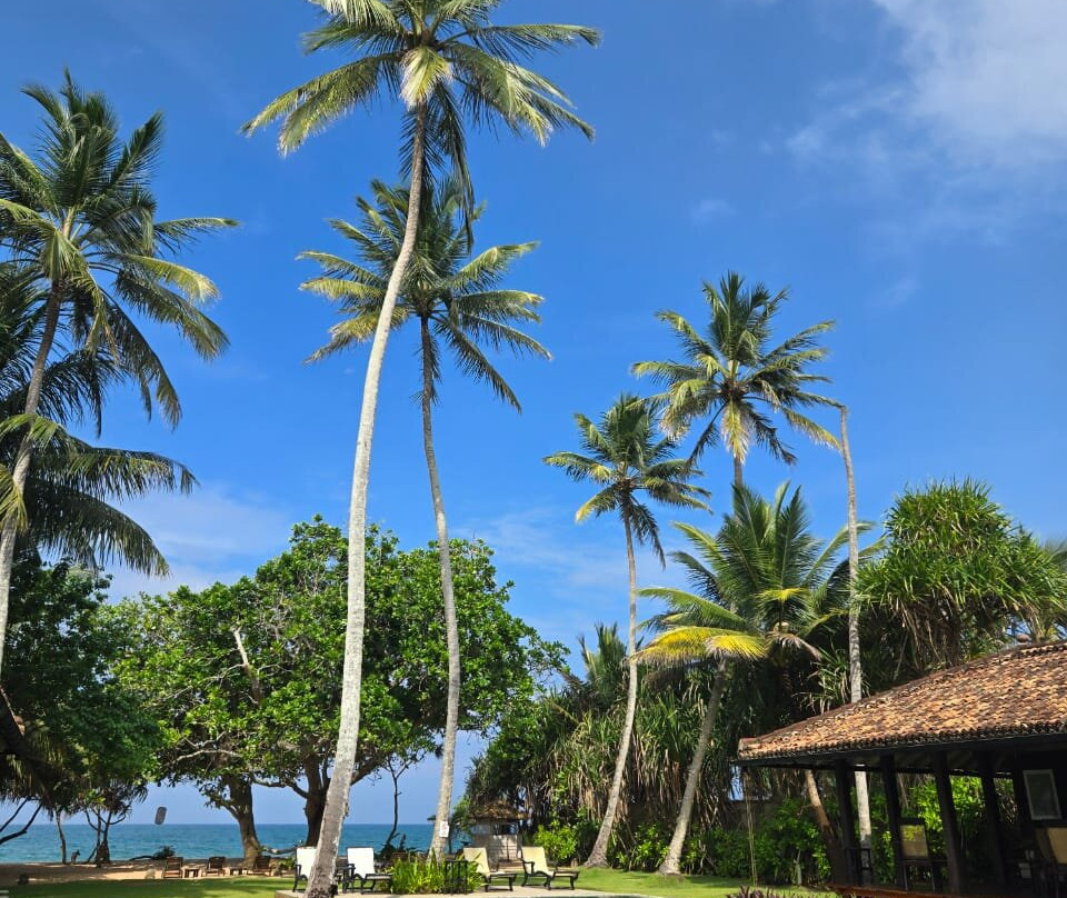 Sundara by Mosvold主图