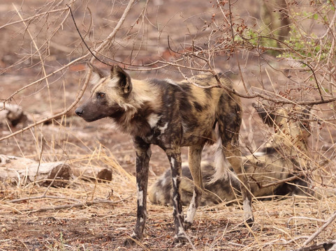 Wildpride Adventures-霍德斯普鲁特必去景点