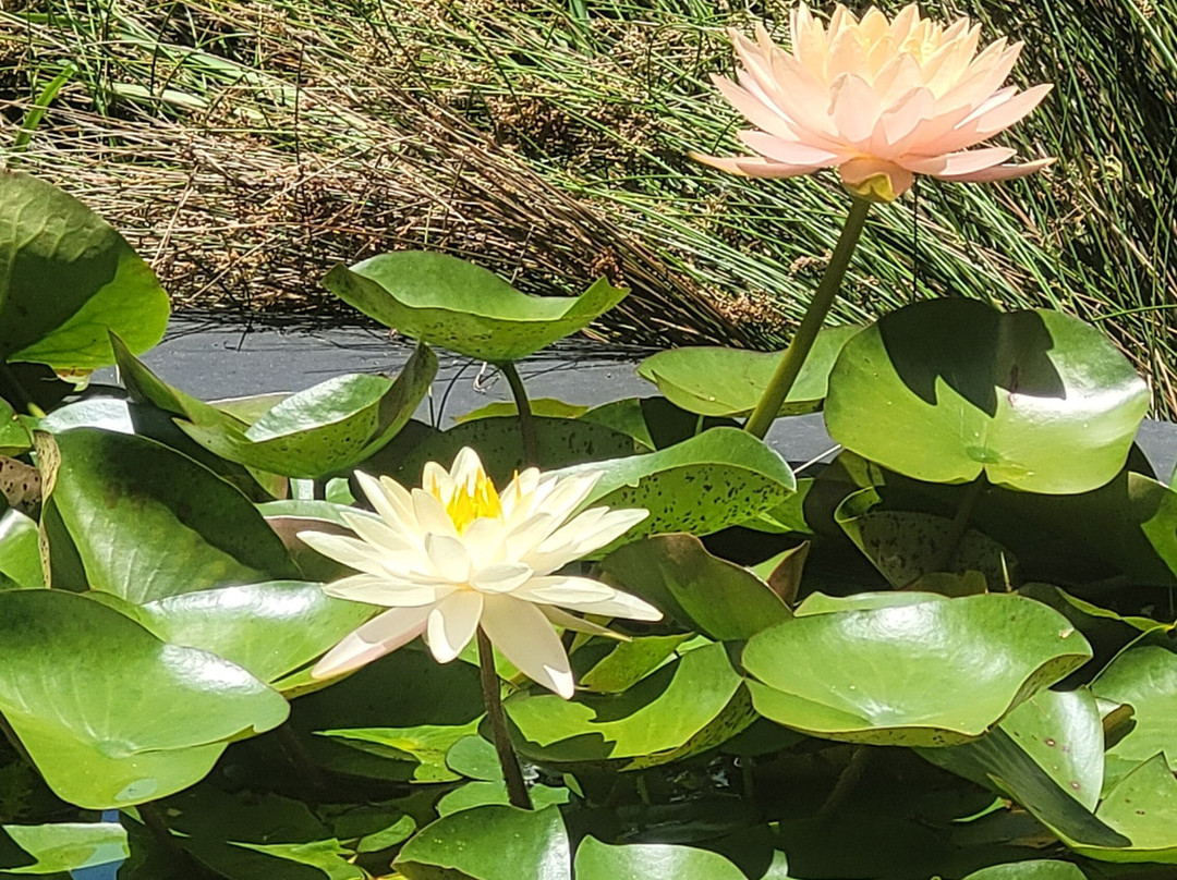 Amoya Villa & Suites