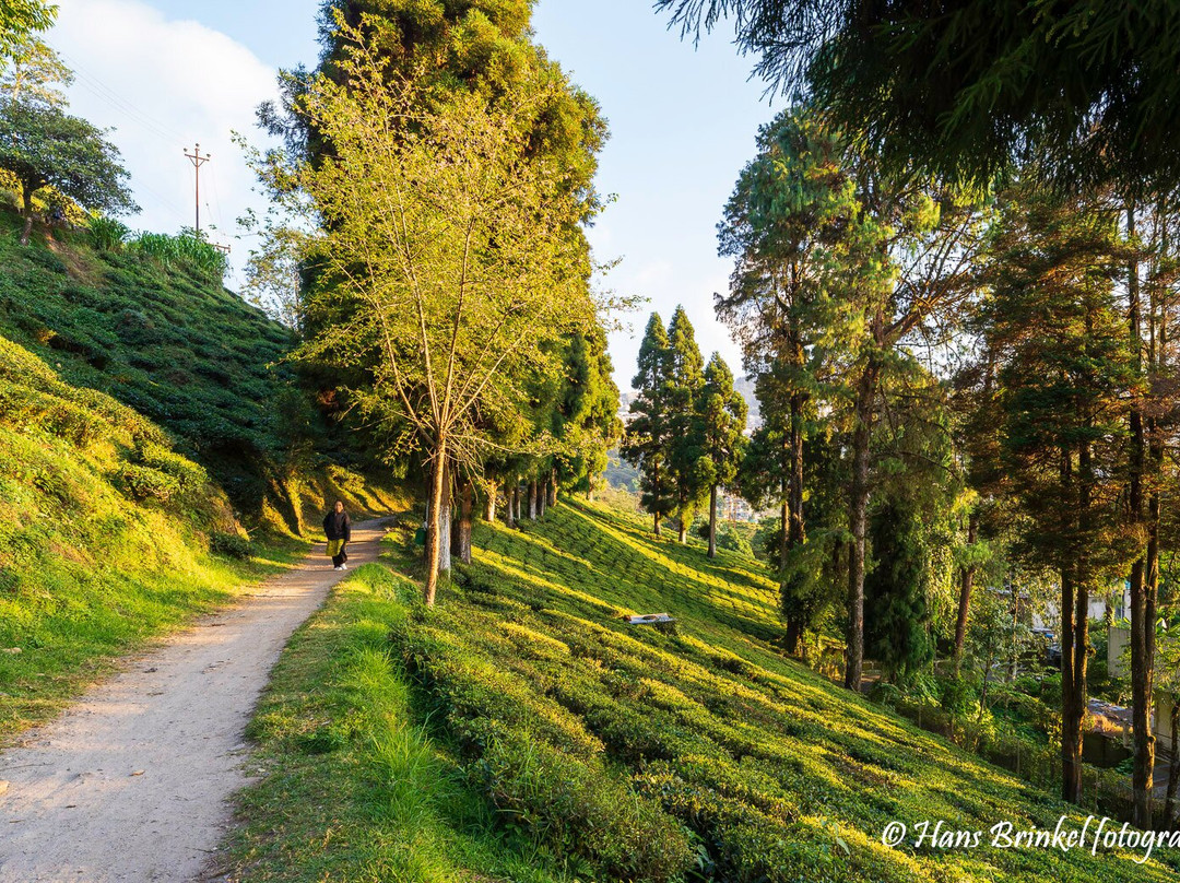 Tea Garden View-大吉岭必去景点