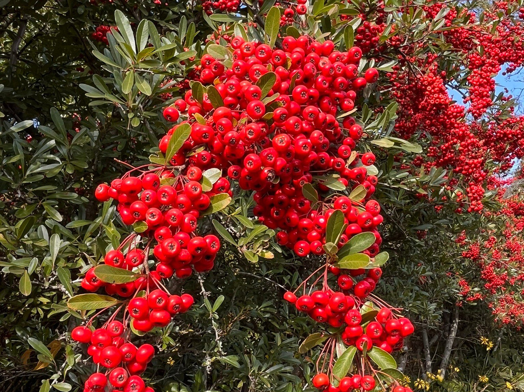 Camellia Hill-西归浦市必去景点