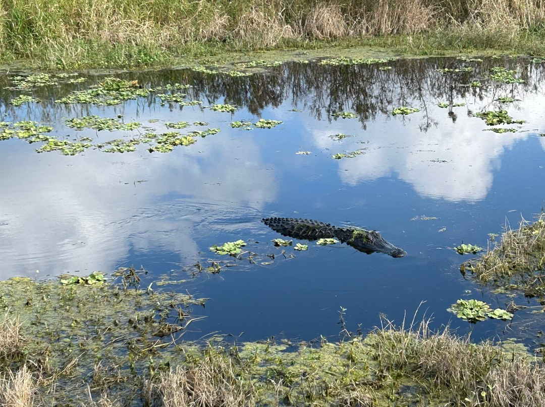 Lake Apopka Wildlife Drive-Apopka必去景点