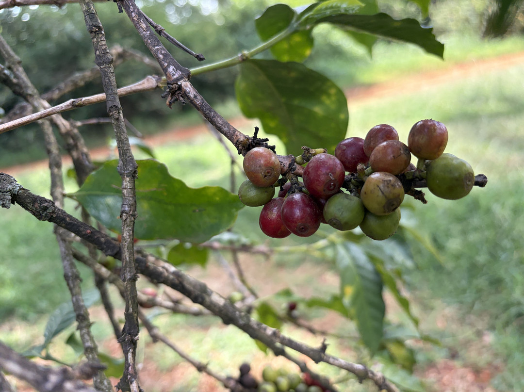 Fairview Coffee Estate-内罗毕必去景点