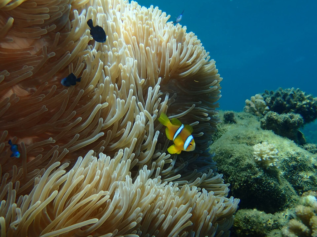 Tahiti Plongée Passion-皮拉尔必去景点