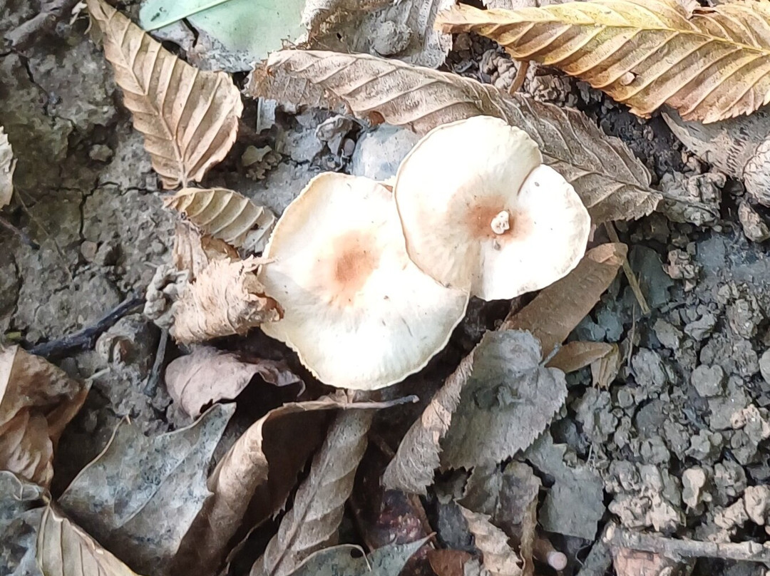 Parco Papa Giovanni Paolo Ii-塞雷尼奥必去景点