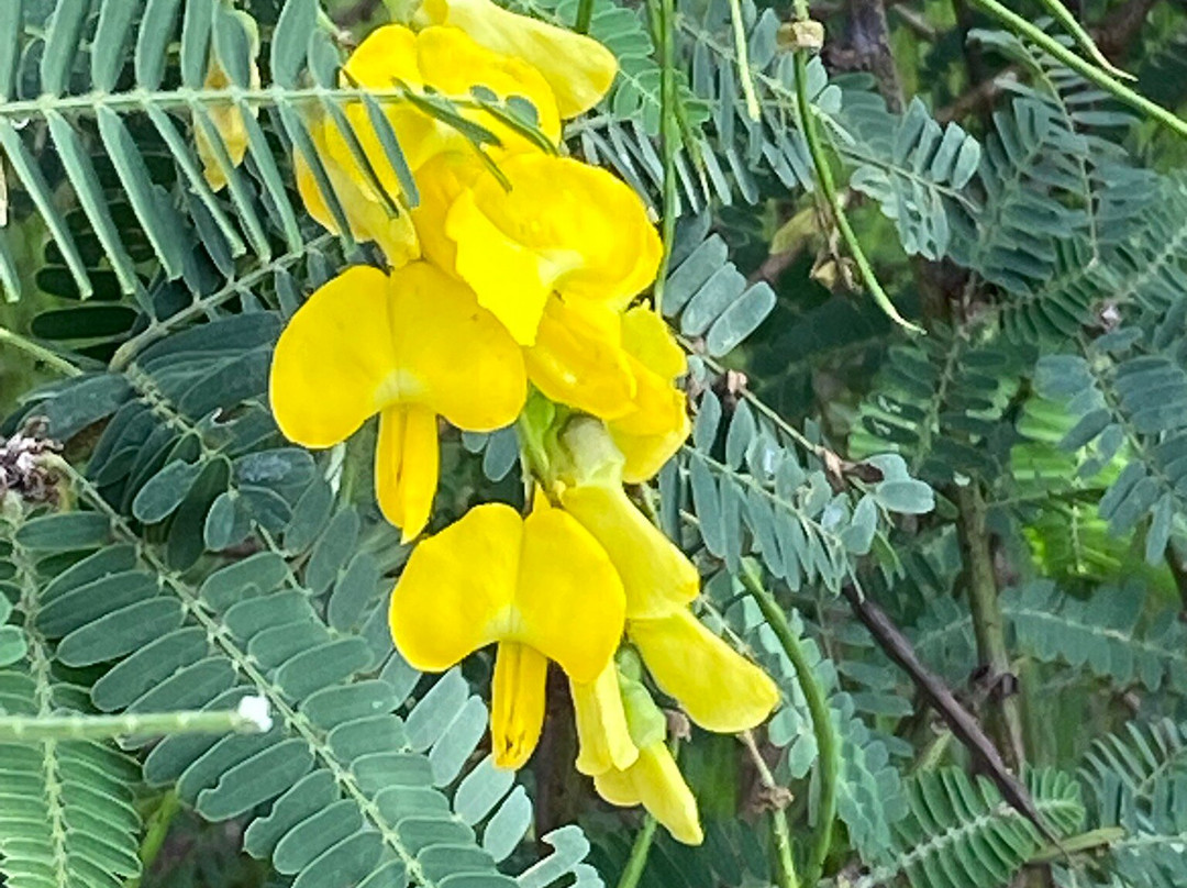 Nyandungu Eco-Park-吉佳利必去景点