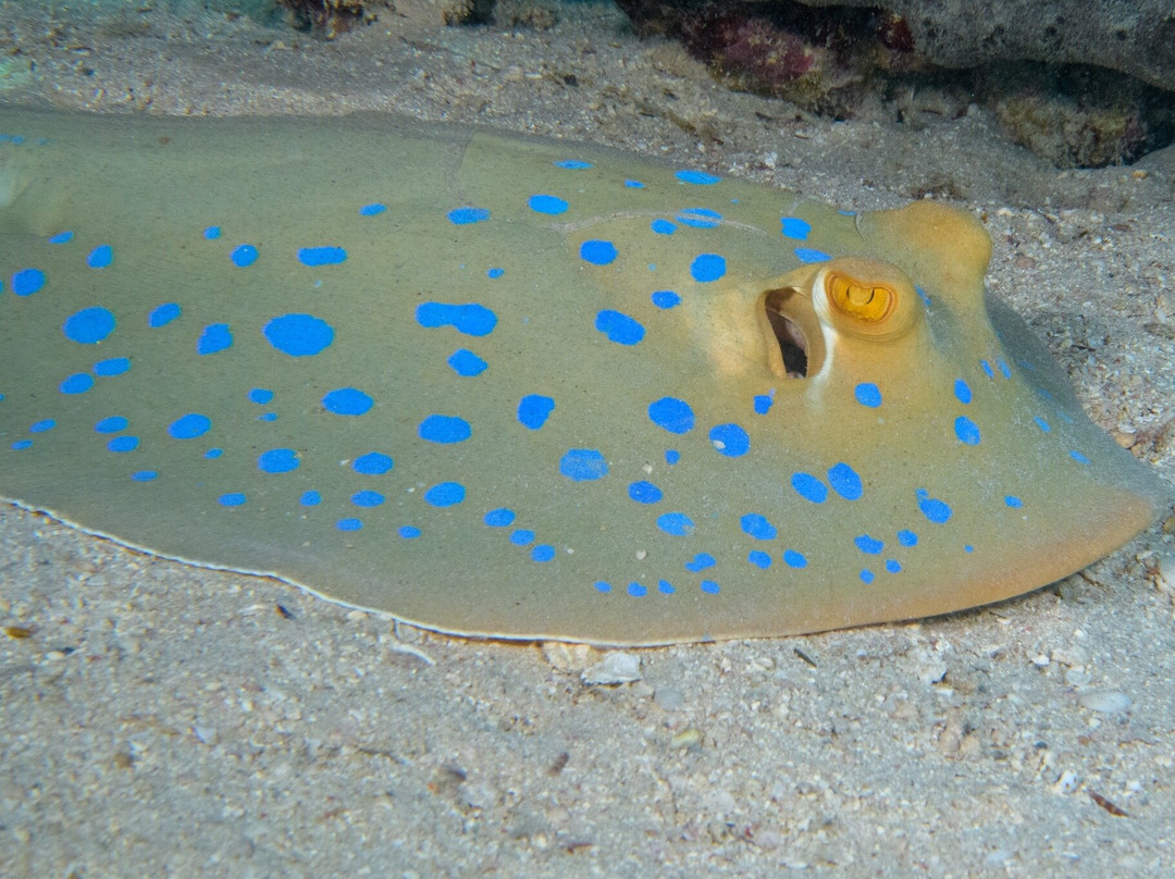 SUBEX Diving Center - Baron Palace-赫尔格达必去景点