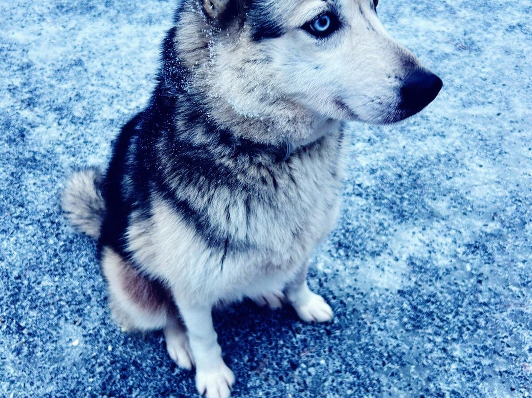 Arctic Circle Husky Park-罗瓦涅米必去景点