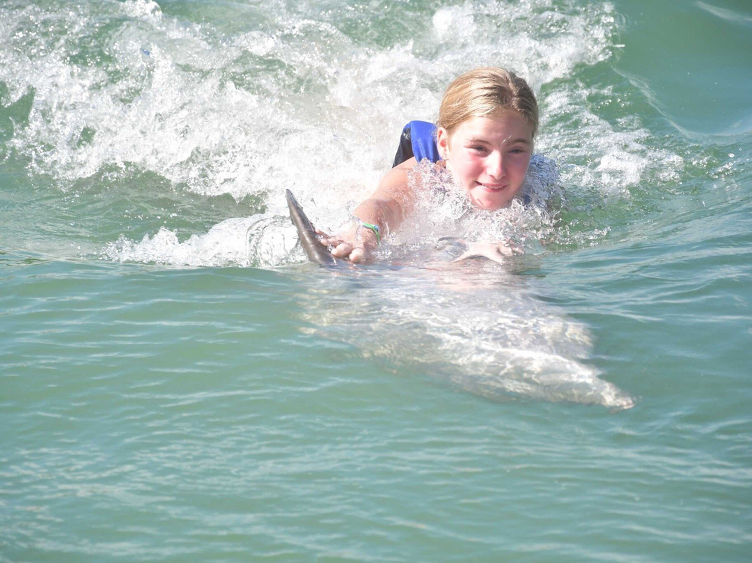 Dolphin Connection-Duck Key必去景点