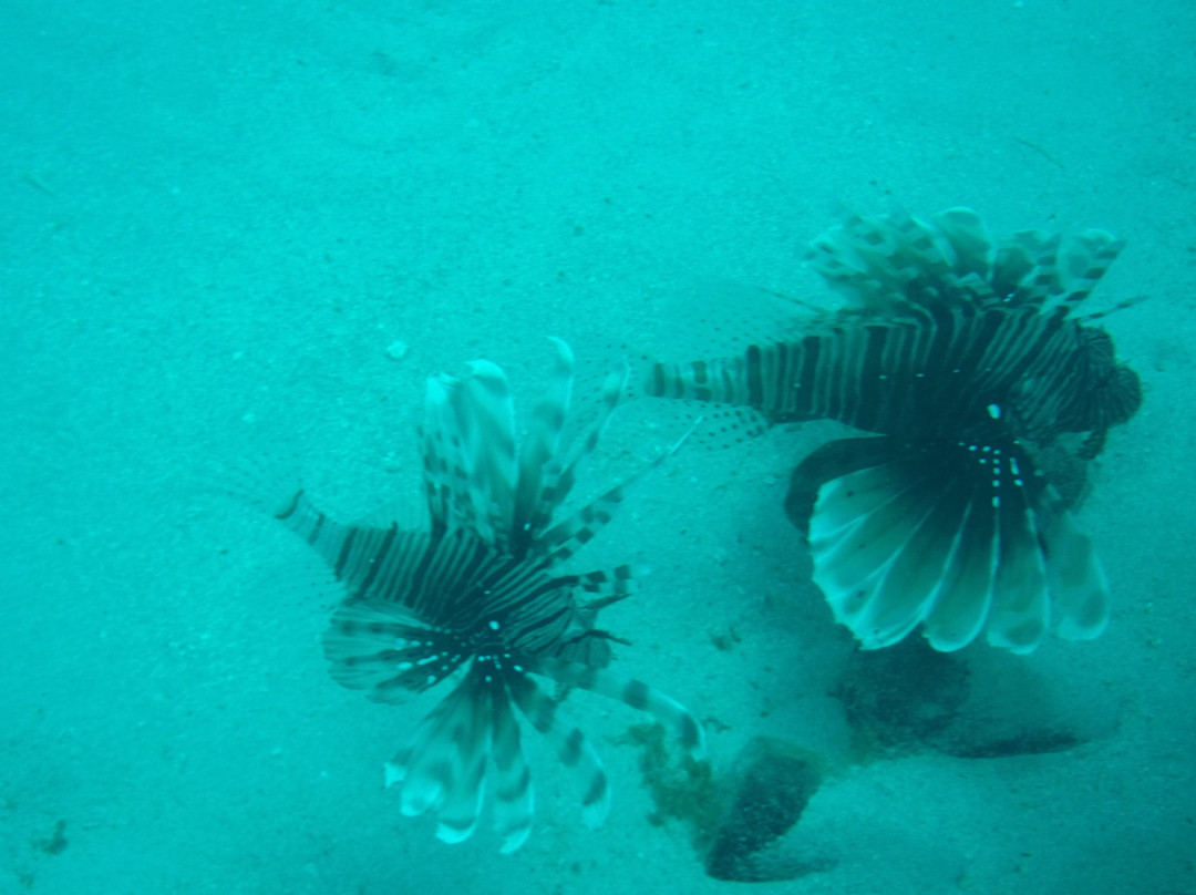 基地潜水中心-Pereybere必去景点