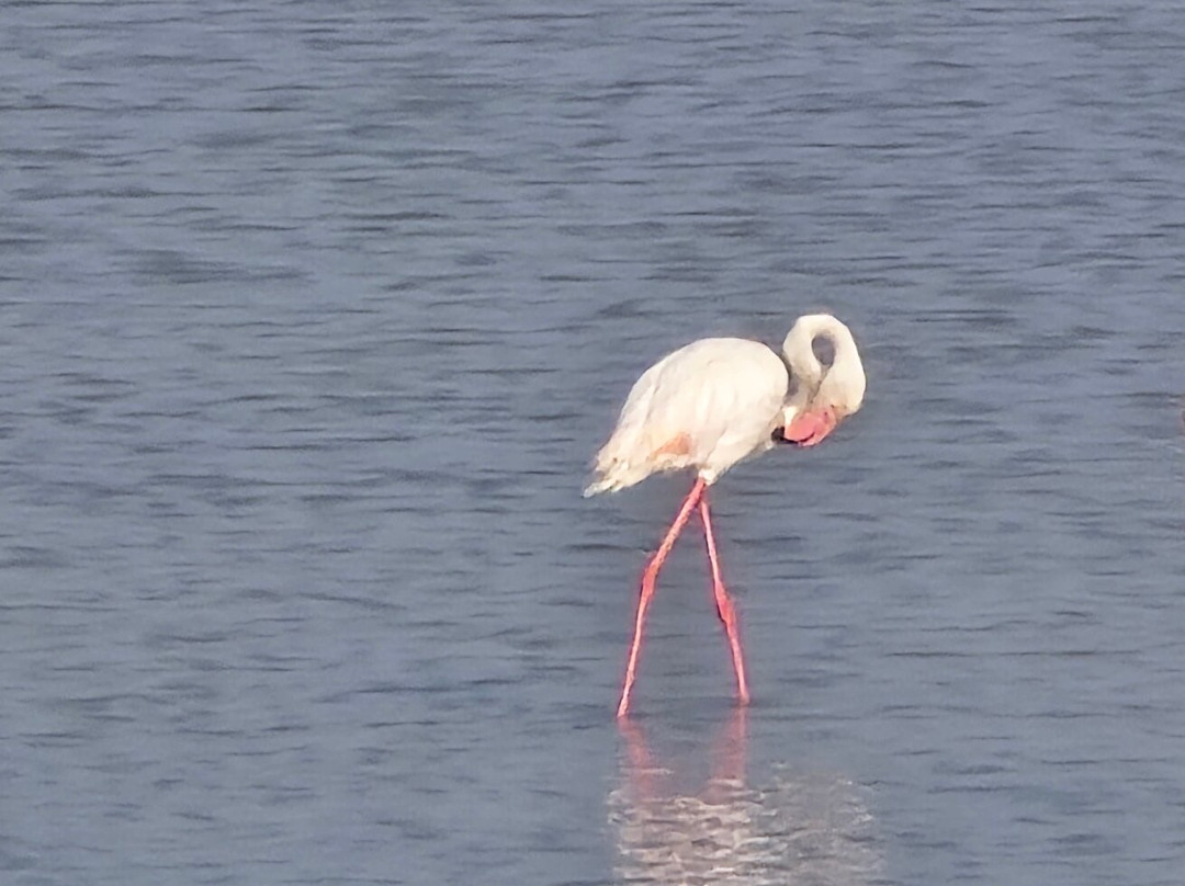 Heaven Of Kutch Khavda To Dholavita Road-Dholavira必去景点