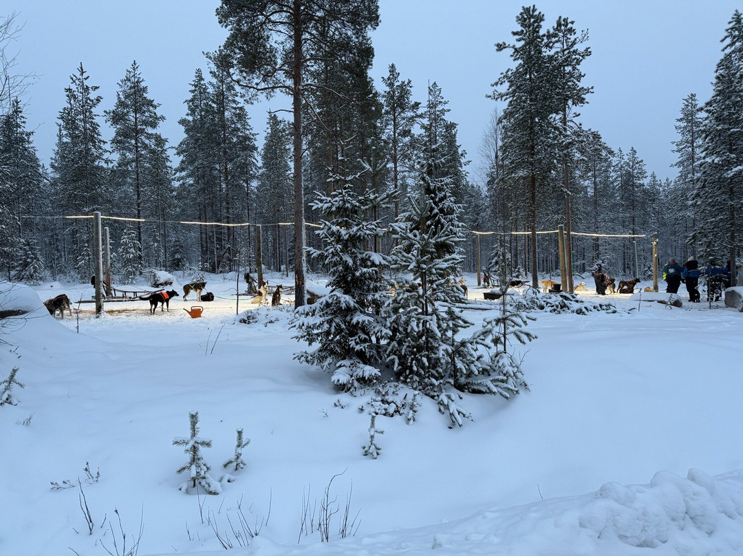 哈士奇雪橇之旅-罗瓦涅米必去景点