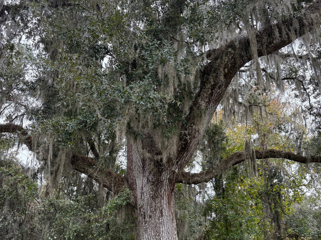 Christ Church-圣西蒙斯岛必去景点