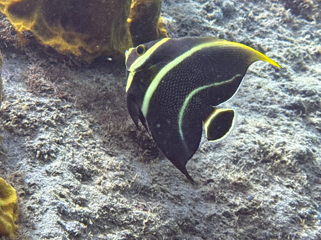 Donny's Watersports-Pointe Michel必去景点