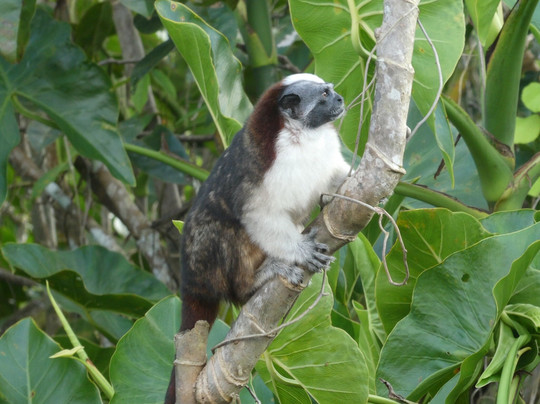 Red Frog Tours-利蒙港必去景点