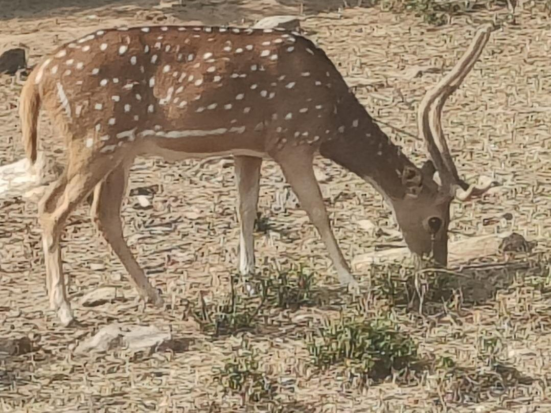 Rajgir Wildlife Sanctuary-Nalanda必去景点