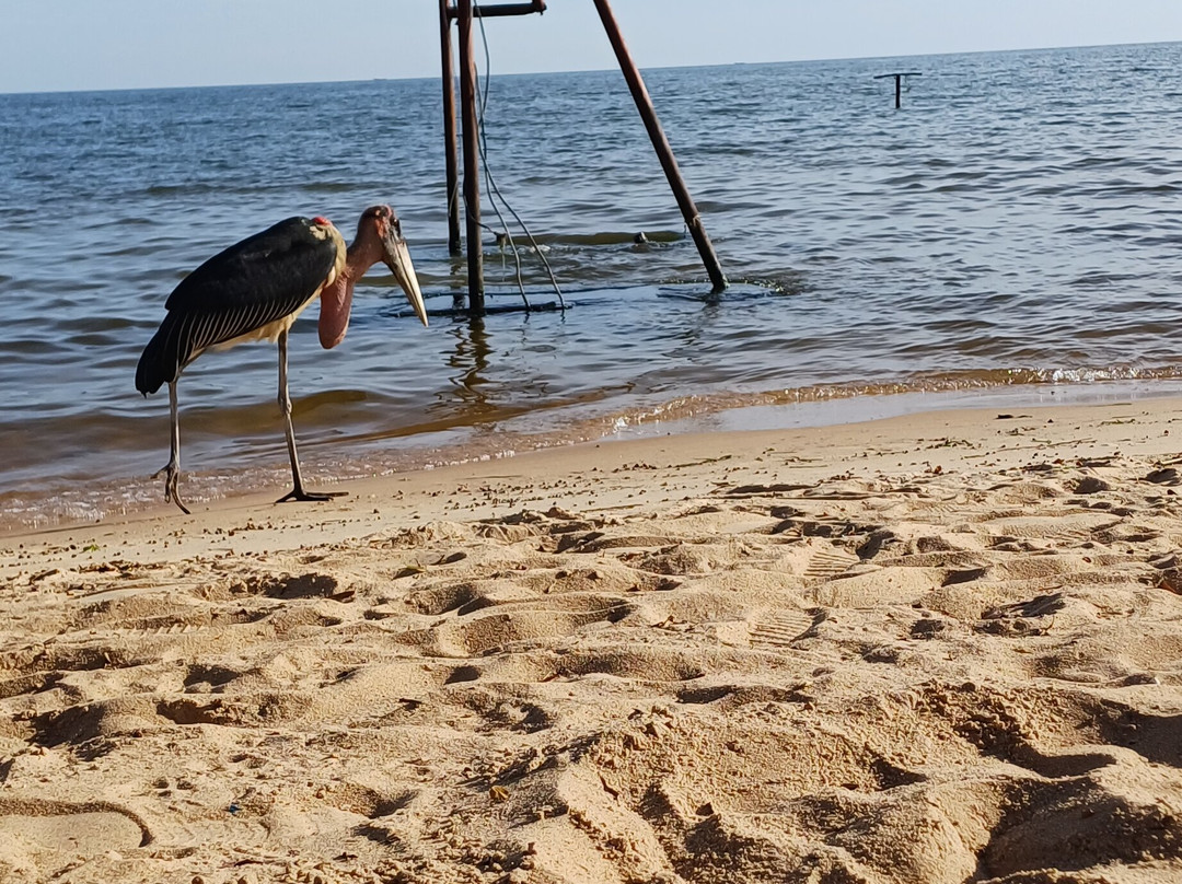 Aero Beach-恩德培必去景点
