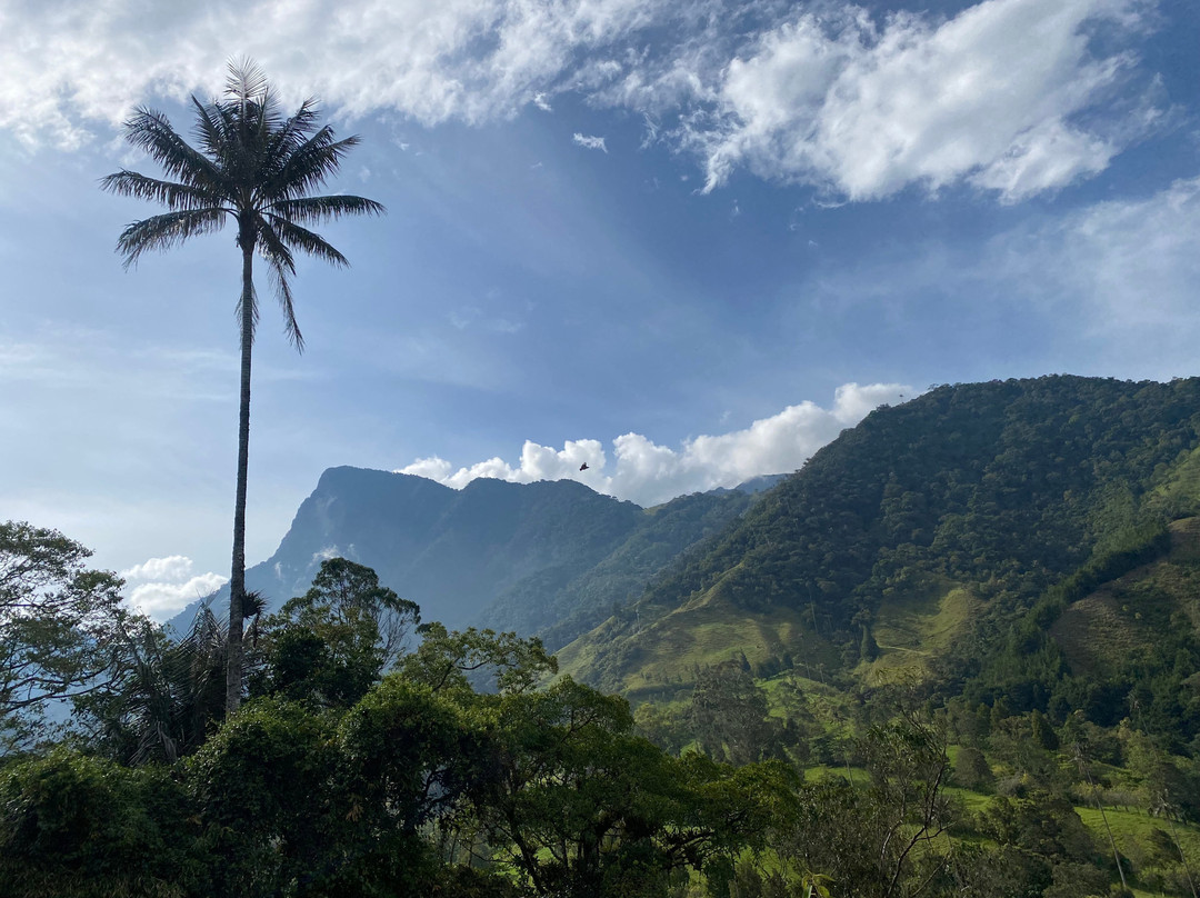Cocora Trek Salento-萨伦托必去景点