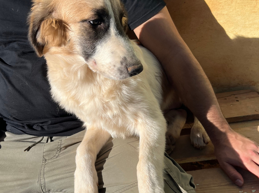 Gouves Animal Shelter-古韦斯必去景点