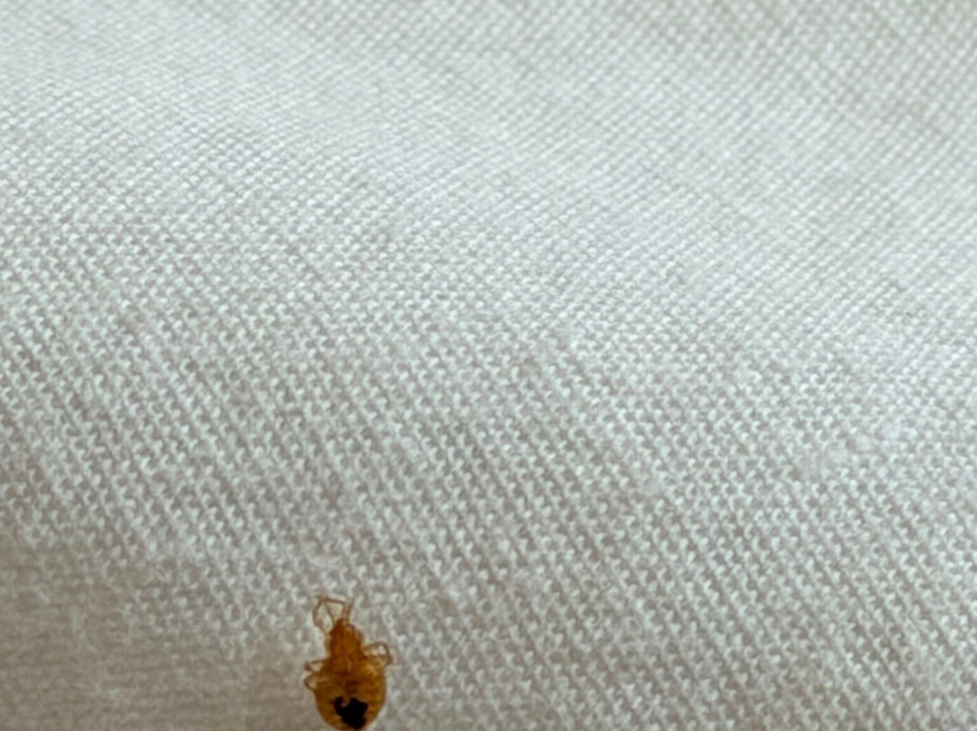 Hampton Inn & Suites Las Cruces I-10主图