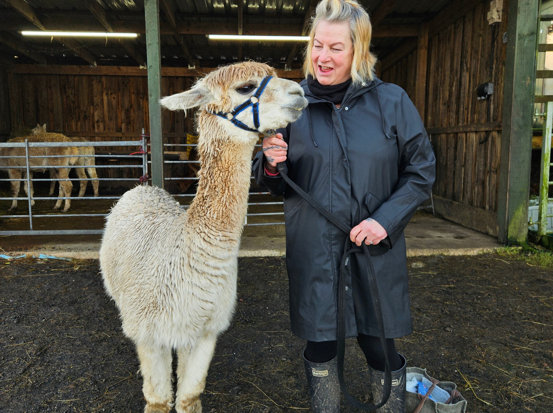 Larch Green Alpacas-格拉斯哥必去景点