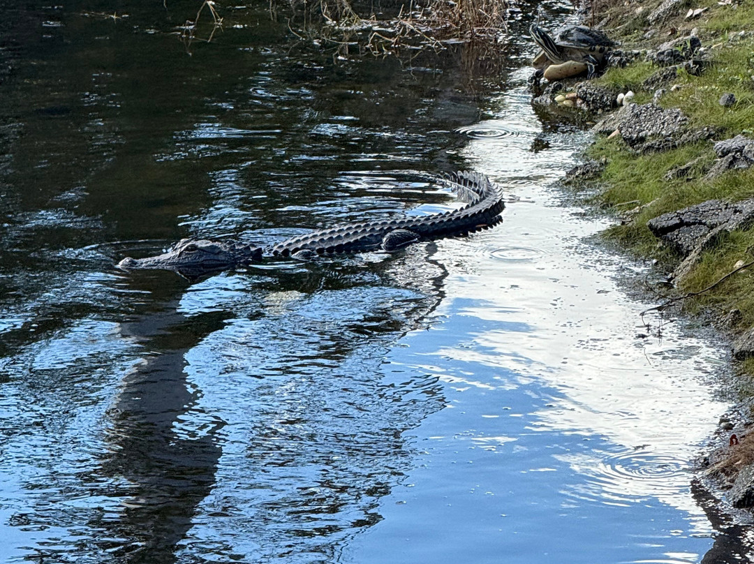 Encore Tropical Palms主图