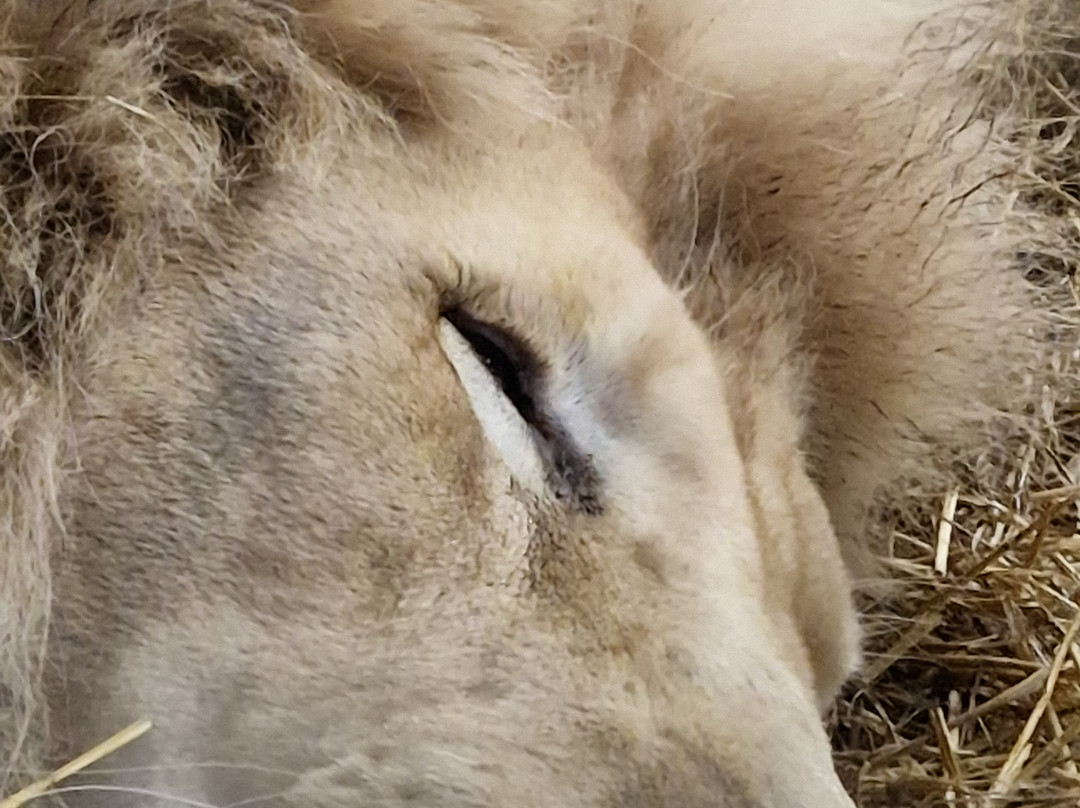 Lincolnshire Wildlife Park-Friskney必去景点