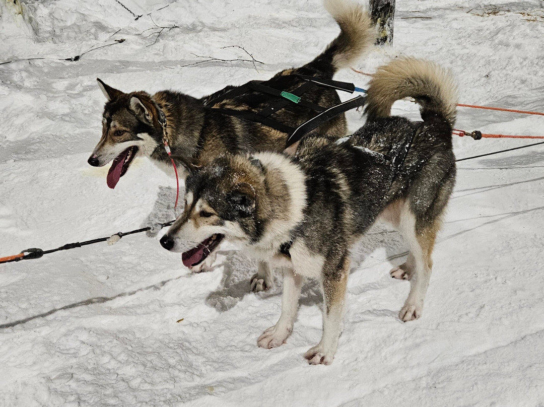Tundra Huskies Huskyfarm-Levi必去景点