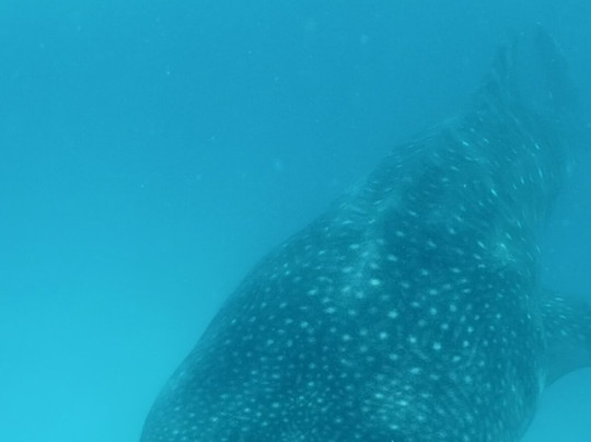 Safari Shwari Mafia Island-Utende必去景点