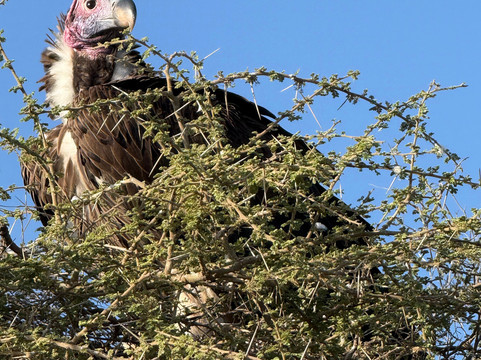 Buhaya Trekking Safaris-阿鲁沙必去景点