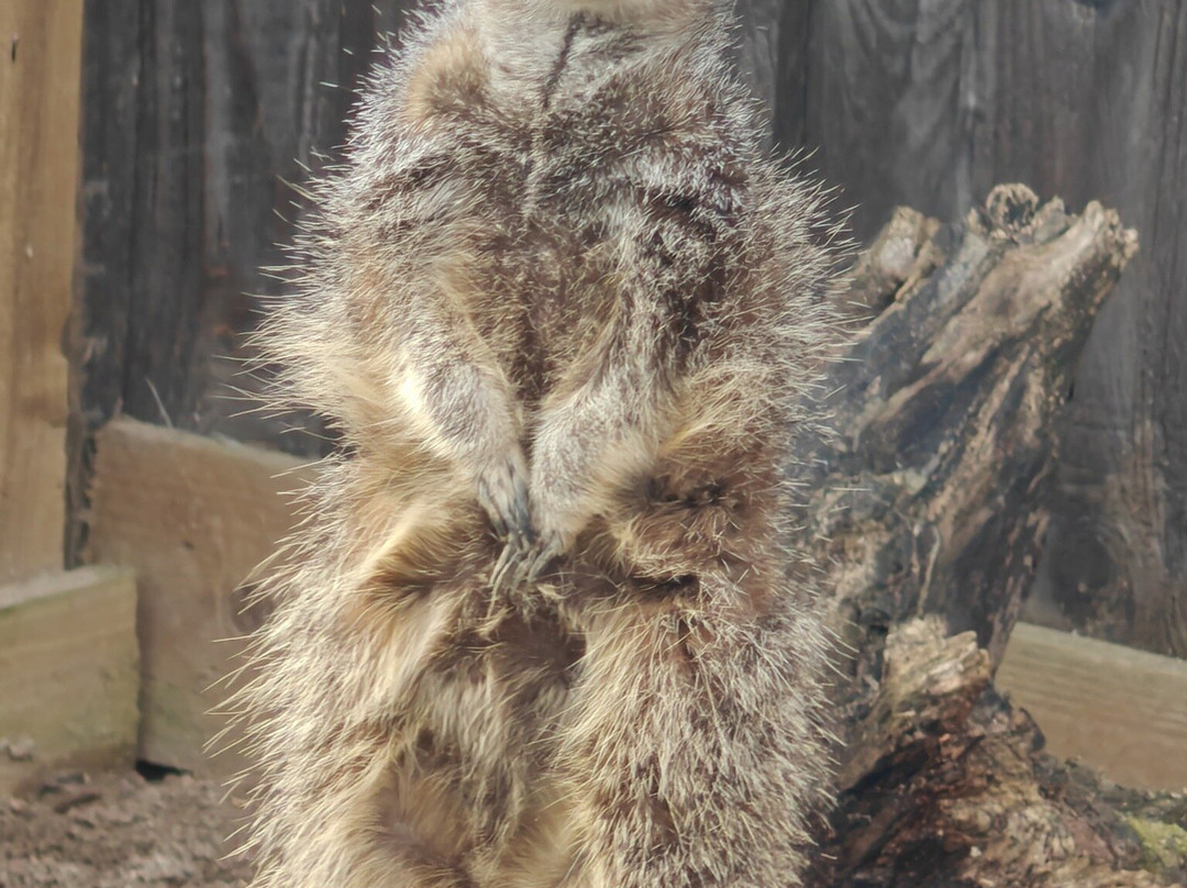 Millets Farm Falconry Centre-弗里福德希斯必去景点