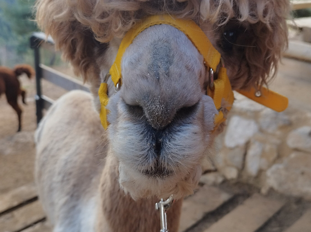 Merolla Berguedà-Berga必去景点