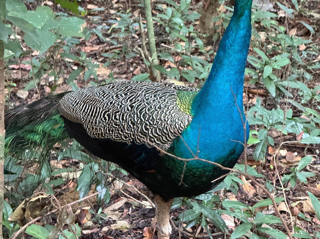 EMI Tours - Sri Lanka-Waikkal必去景点