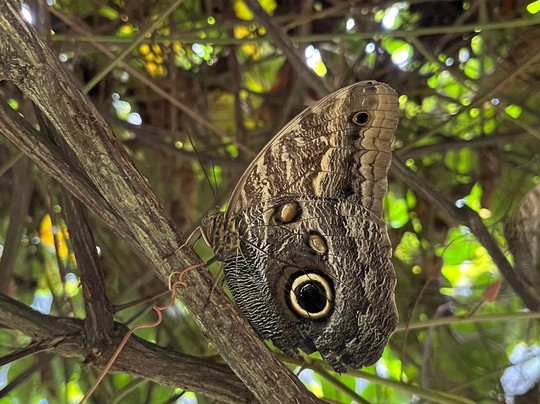Spirogyra Butterfly Garden-圣何塞必去景点
